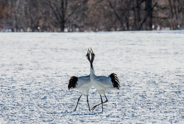 istock Two Japanese Cranes are standing on the snow. 674355252