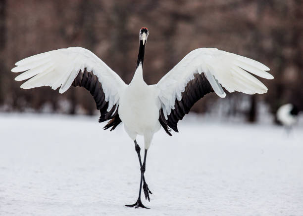 Japanese crane squared his wings.