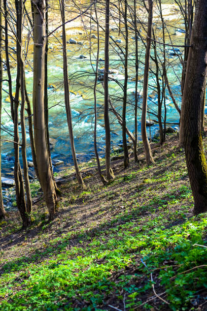 istock River and forest in Carpathian mountains 674356142