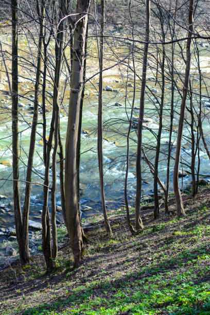 istock River and forest in Carpathian mountains 674356160