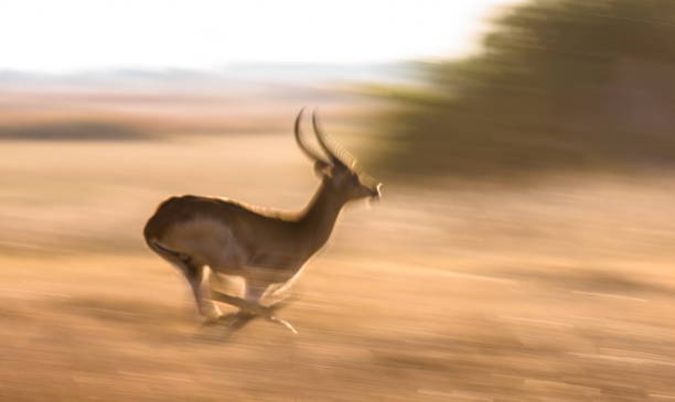 istock Antelope running at high speed. Very dynamic shot. 674361394