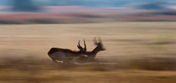 istock Antelope running at high speed. Very dynamic shot. 674361406