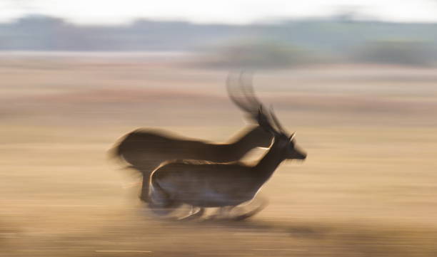 istock Antelope running at high speed. Very dynamic shot. 674361408