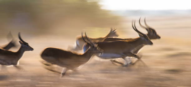 istock Antelope running at high speed. Very dynamic shot. 674361420