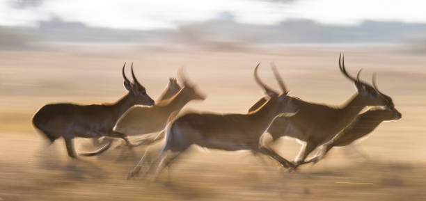 istock Antelope running at high speed. Very dynamic shot. 674361430