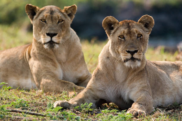 istock Two lionesses are lying on the hill. 674361674