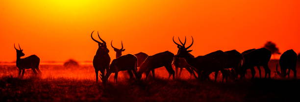 istock Group of antelope at sunset. 674361776
