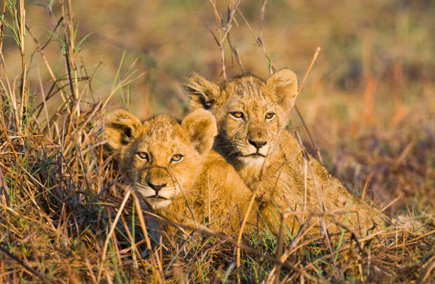 istock Lion cubs in the grass. 674361786