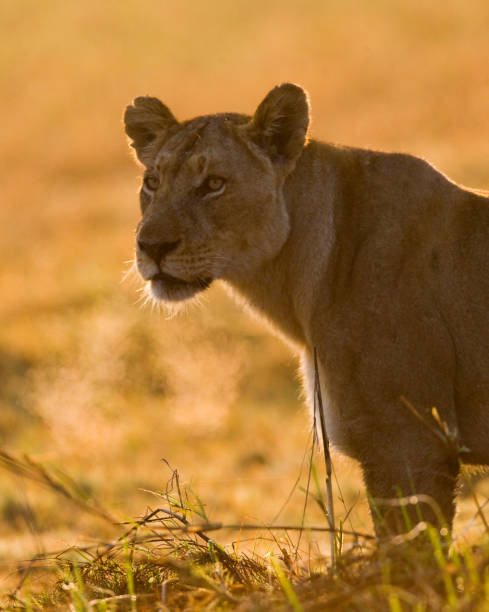 istock Portrait of a lioness. 674361796