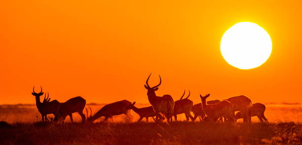 istock Group of antelope at sunset. 674361812