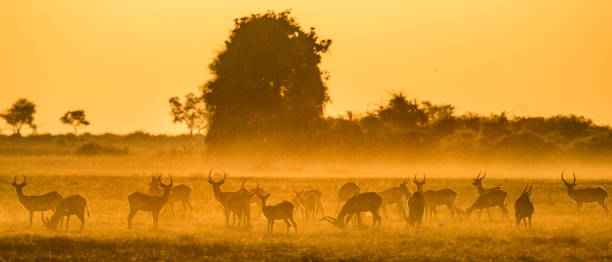 istock Group of antelope at sunset. 674361816