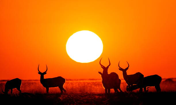 istock Group of antelope at sunset. 674361824