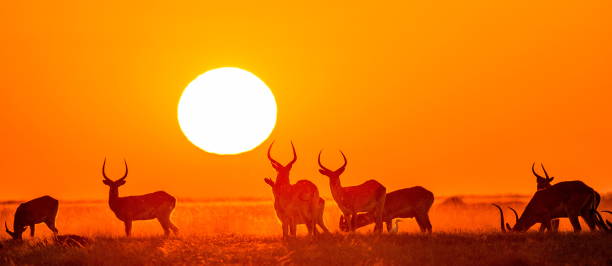istock Group of antelope at sunset. 674361872