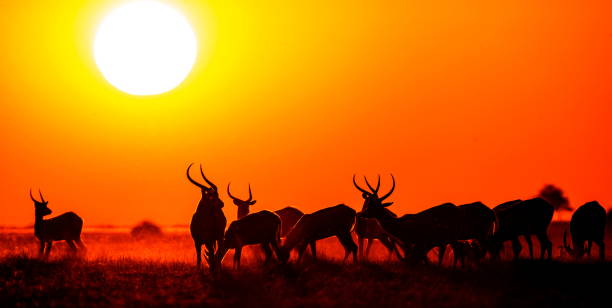 istock Group of antelope at sunset. 674361874