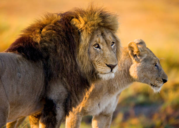 istock Lion and Lioness standing together. 674361892