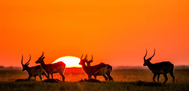 istock Group of antelope at sunset. 674361916