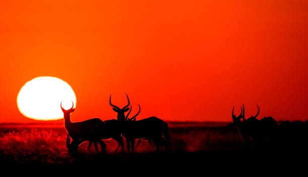 istock Group of antelope at sunset. 674361984
