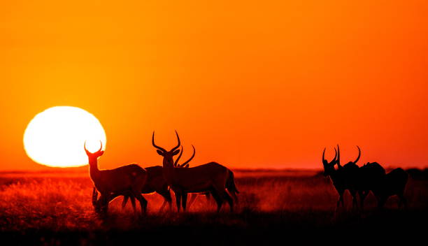 istock Group of antelope at sunset. 674361986