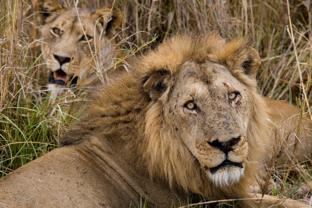 istock Lion and Lioness standing together. 674362272