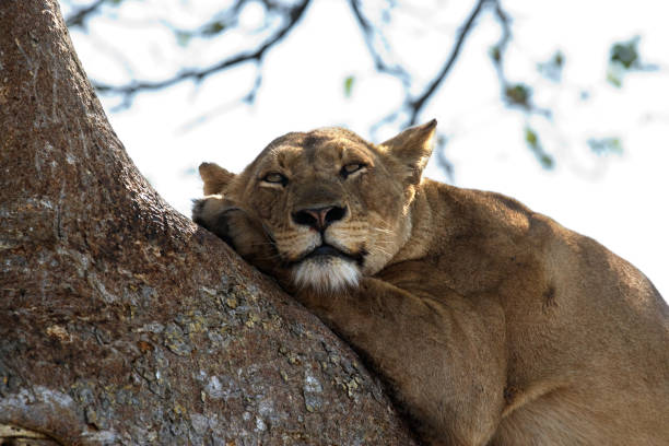 istock Lioness is lying on a tree branch. 674362358