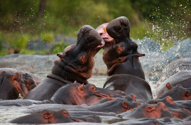 Two hippopotamus fighting with each other. Botswana. Okavango Delta. An excellent illustration.