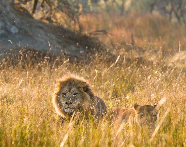 istock Lion and Lioness standing together. 674362644