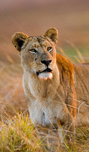 istock Lioness in the grass. 674365054