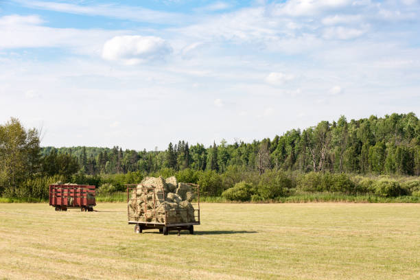 Two Hay Wagons in a Farm Field