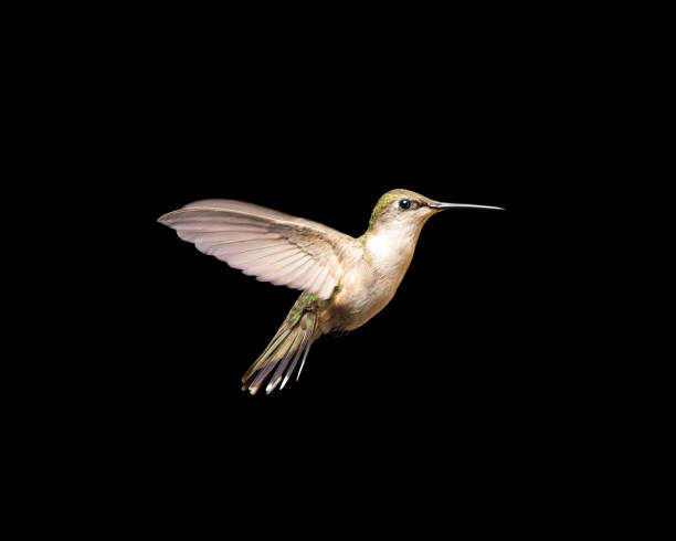 Hummingbird in Flight Isolated on a Black Background