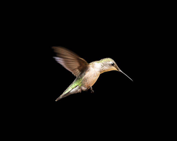 istock Hummingbird in Flight Isolated on a Black Background 674365212