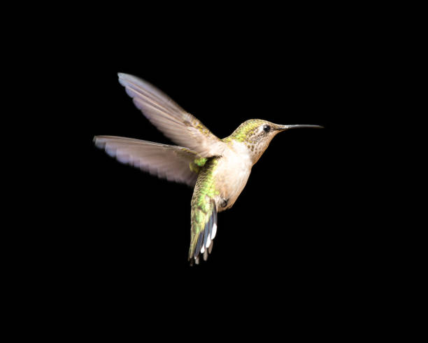 istock Hummingbird in Flight Isolated on a Black Background 674365214