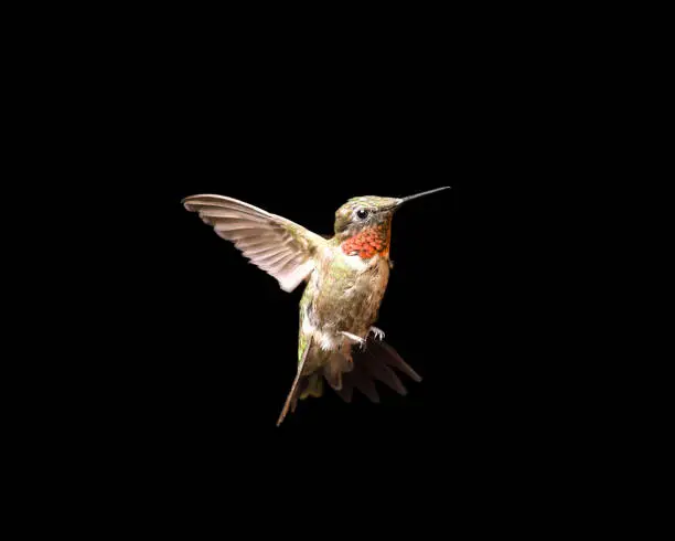 Male ruby-throated hummingbird in flight and isolated on a black background.  Close up image with vivid colors and significant detail.