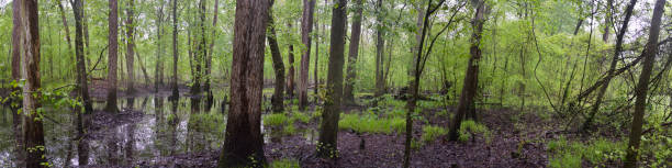 Whiton Crossing Cypress Swamp