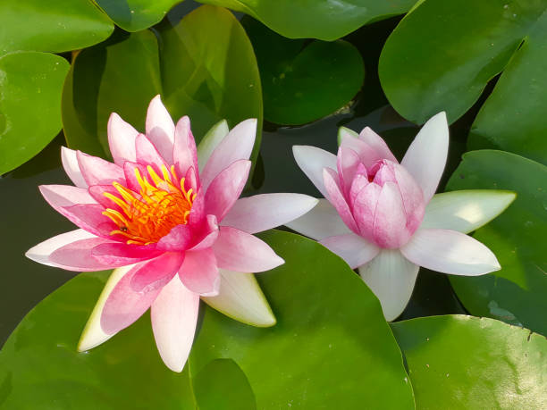 istock Lotus flower in pond. 674373396