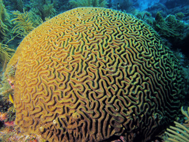 Brain Coral stock photo