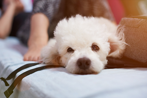 Funny poodle dog lay on bed with human indoor. Cute fluffy white poodle dog