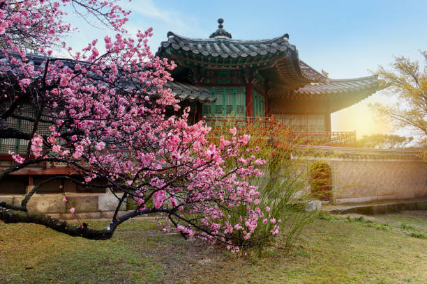 istock Cherry Blossom in spring at Changdeokgung Palace, South Kore 674393862