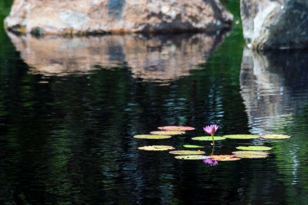 istock Water Lilies with Boulders in the Background 674407270