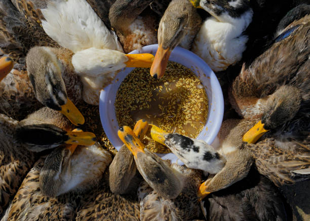 multidão de patos - vietnam market asia bird - fotografias e filmes do acervo