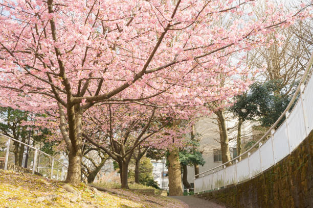 istock Kawazu-zakura Cherry blossoms Kanuki Park 674414410