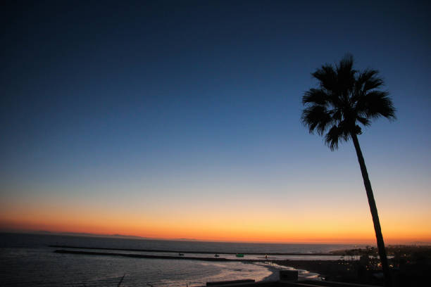 Palm Tree Silhouette The silhouette of a palm tree against the gradient of the  sunset. peacful stock pictures, royalty-free photos & images