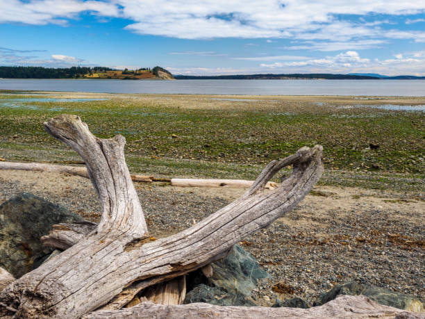 istock Driftwood on the sandy ocean beach 674423336