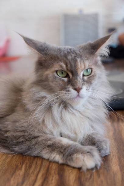 istock Maine coon cat sitting on wood floor 674427694