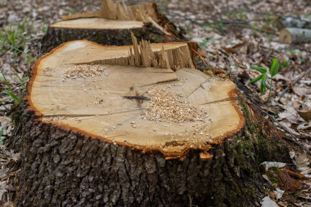 istock Fresh stump of a very large oak tree 674434444