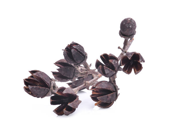 istock Lagerstroemia floribunda pods isolated on white background 674434802