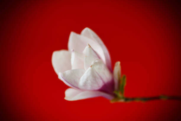 Beautiful pink magnolia flower on red background