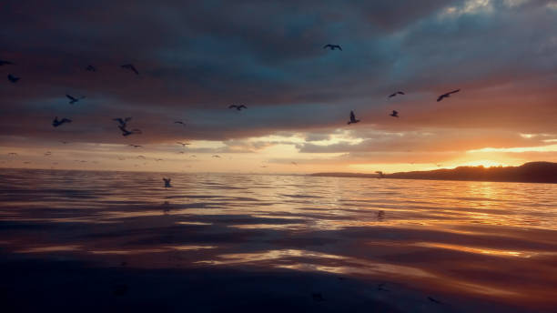 istock Seagulls and sunset over sea 674440880