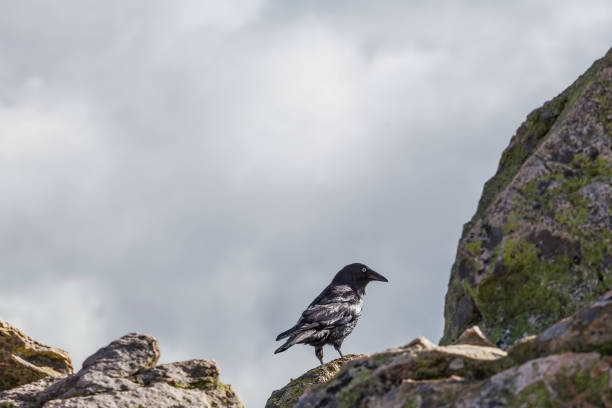 istock Australian Raven - portrait with copy space 674440946