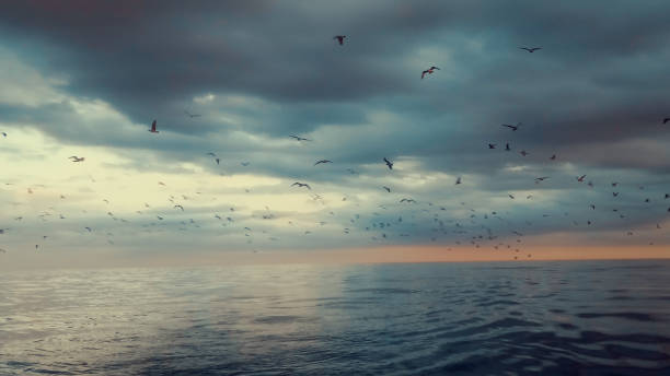 istock Seagulls flock over a calm sea 674444302