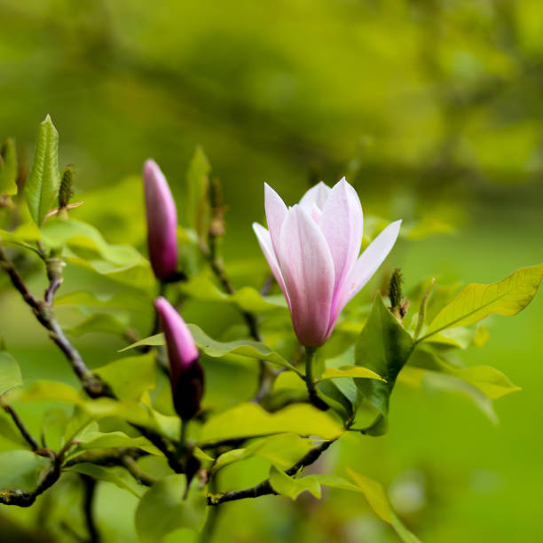 紫の花のマグノリアの花の芽のブランチ ストックフォト